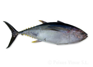 picture of bluefin tuna