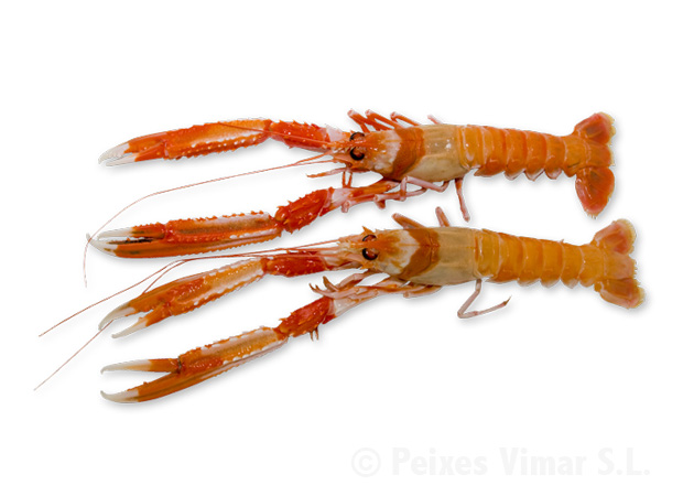 picture of norway lobster