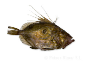 picture of john dory