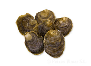 picture of oyster