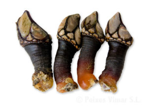 picture of goose barnacle