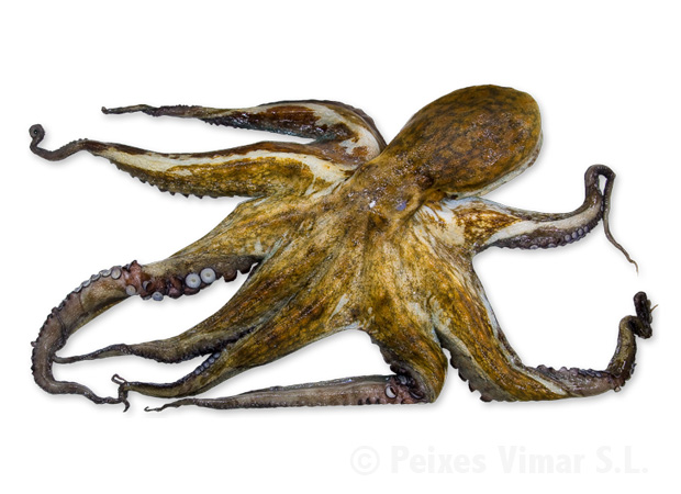 picture of octopus